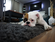 Bulldog on rug cleaned by Larson's Chem-Dry in Ogden