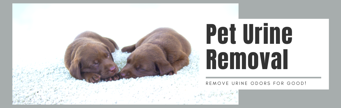 Pet urine removal treatment